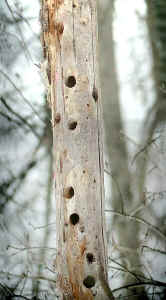Un arbre mort avec de nombreuses cavités de pic épeiche (Rolland 2006)