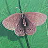 Papillon Fadet des Laîches