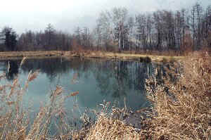 Etang de pche de Montfort (Rolland 2006).