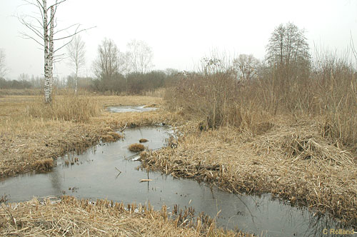 Marais de Monfort (Rolland 2006)