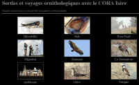 Photos d'oiseaux par Alain Gagne