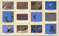 Site Oiseau libre (photos de Guy Bourderionnet)