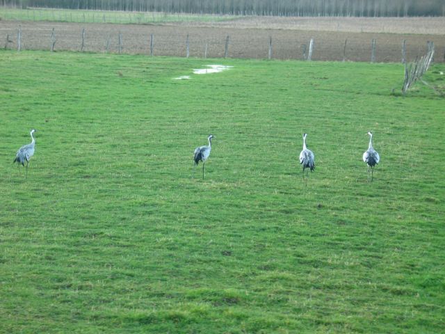 Grues cendrées ua Lac du Der