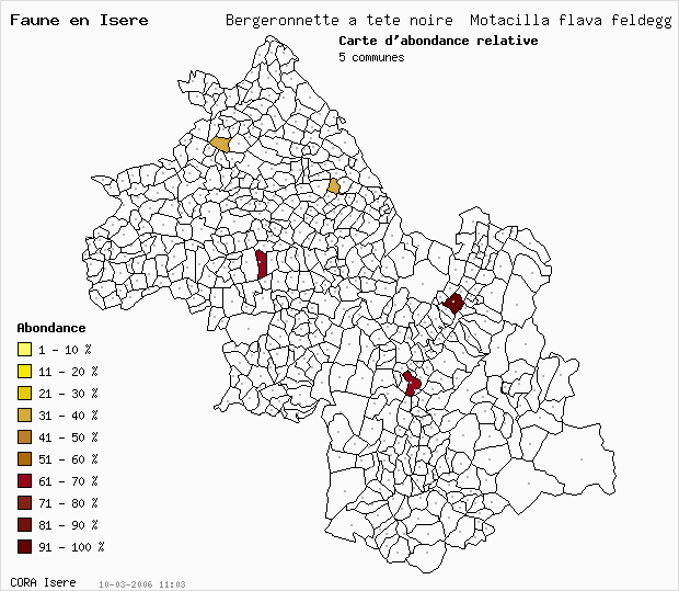 Carte Abondance: Bergeronnette  tte noire Motacilla flava feldegg en Isre