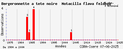 Evolution annuelle des observations de Bergeronnette à tête noire Motacilla flava feldegg