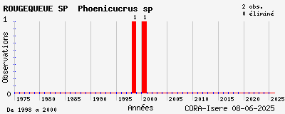 Evolution annuelle des observations de ROUGEQUEUE SP Phoenicucrus sp