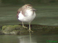 Chevalier guignette (Actitis hypoleucos)