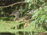 Canard mandarin (Aix galericulata)
