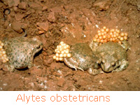 Crapaud accoucheur (Alytes obstetricans)