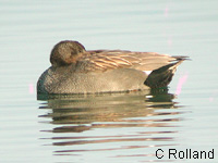 Canard chipeau (Anas strepera L.)