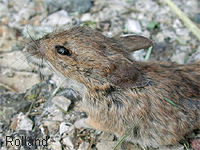 Mulot  collier (Apodemus flavicollis (Mell.))