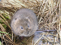 Campagnol amphibie (Arvicola sapidus)