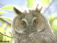 Hibou moyen-duc (Asio otus (L.))
