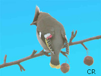 Jaseur boral (Bombycilla garrulus)