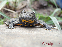 Sonneur  ventre jaune (Bombina variegata)