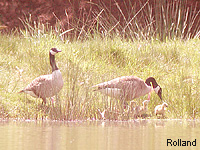 Bernache du Canada (Branta canadensis)