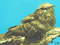 Engoulevent d Europe (Caprimulgus europaeus L.)