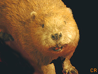 Castor d Eurasie (Castor fiber (L.))