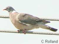 Pigeon ramier (Columba palumbus L.)