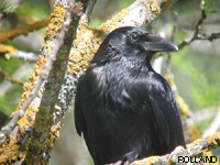 Corneille noire (Corvus corone L.)