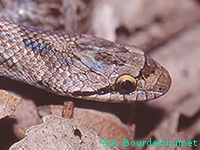 Coronelle girondine (Coronella girondica)