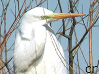 Grande Aigrette (Egretta alba)