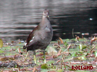 Gallinule poule-d eau (Gallinula chloropus (L.))