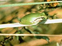 Rainette verte (Hyla arborea)