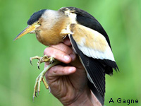 Blongios nain (Ixobrychus minutus (L.))