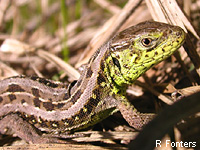 Lzard des souches (Lacerta agilis L.)