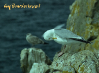 Goland argent (Larus argentatus Pontopp.)
