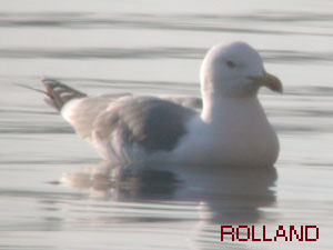 Goland leucophe (Larus cachinnans)