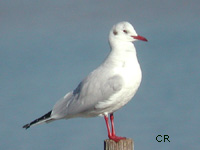 Mouette rieuse (Larus ridibundus L.)