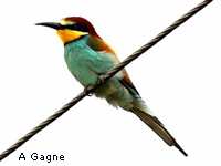 Gupier d Europe (Merops apiaster L.)