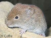 Campagnol des champs (Microtus arvalis (Pall.))