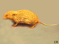 Campagnol des neiges (Microtus nivalis (Mart.))