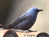 Monticole bleu (Monticola solitarius (L.))