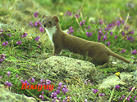 Belette (Mustela nivalis (L.))