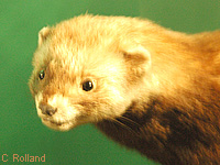 Putois (Mustela putorius (L.))