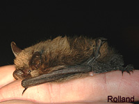 Vespertilion  moustaches (Myotis mystacinus)