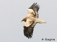 Vautour percnoptre (Neophron percnopterus (L.))