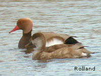 Nette rousse (Netta rufina (Pallas))
