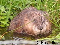 Rat musqu (Ondatra zibethicus (L.))