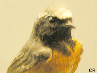 Rougequeue  front blanc (Phoenicurus phoenicurus (L.))