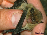 Pipistrelle commune (Pipistrellus pipistrellus (Schreb))