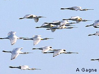 Spatule blanche (Platalea leucorodia)