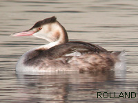 Grbe hupp (Podiceps cristatus (L.))