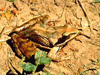 Grenouille agile (Rana dalmatina)