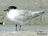 Sterne caugek (Sterna sandvicensis)