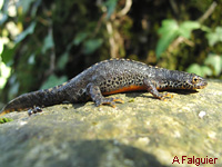 Triton alpestre (Triturus alpestris)